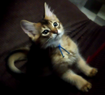 ソマリ【東京都・男の子・2022年3月3日・ルディ】の写真「クールなお顔の男の子^^」