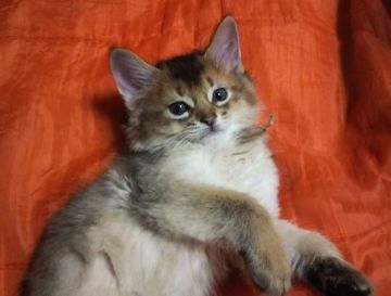 ソマリ【東京都・男の子・2022年3月3日・ルディ】の写真「パパ似のモフモフくん^^」