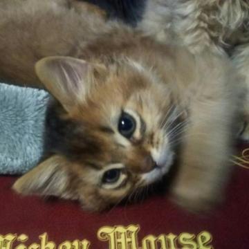 ソマリ【東京都・男の子・2022年11月22日・ルディ】の写真「甘えん坊男の子^^」