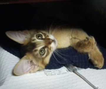 ソマリ【東京都・男の子・2022年3月3日・ルディ】の写真「甘えん坊の男の子^^」