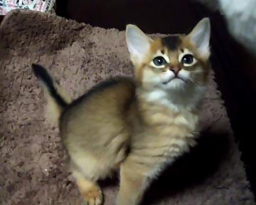 ソマリ【東京都・女の子・2021年10月19日・ルディ】の写真「甘えん坊おちびちゃん^^」