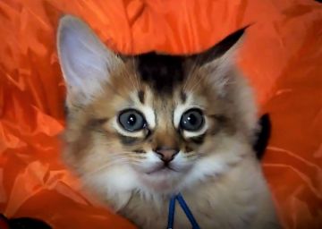 ソマリ【東京都・男の子・2021年10月19日・ルディ】の写真「モフモフくん^^」