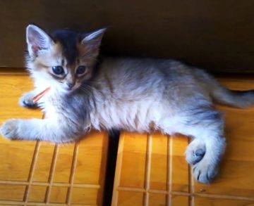 ソマリ【東京都・女の子・2022年3月3日・ルディ】の写真「甘えん坊おちびちゃん^^」