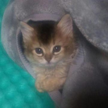 ソマリ【東京都・女の子・2022年11月22日・ルディ】の写真「人懐こい美人さん^^」