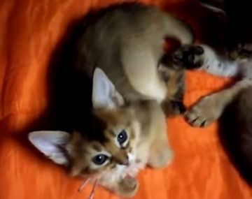 ソマリ【東京都・女の子・2022年3月3日・ルディ】の写真「甘えん坊女の子^^」