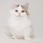 マンチカン(短足)