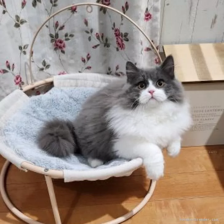 ひろぽん 様のお迎えした子猫
