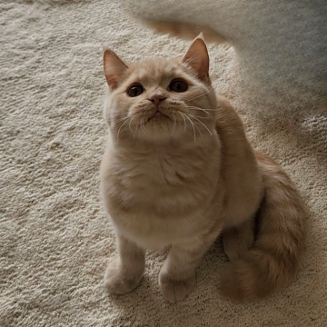 ブリティッシュショートヘア【静岡県・男の子・2025年6月26日・クリーム】の写真「マイペースな男の子💓」