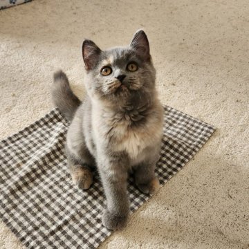 ブリティッシュショートヘア【静岡県・女の子・2025年9月17日・ブルークリーム】の写真「元気な女の子です💓」