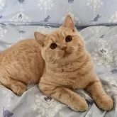 ブリティッシュショートヘア