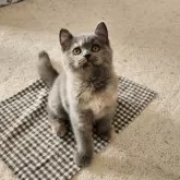 ブリティッシュショートヘア