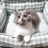 ブリティッシュショートヘア