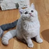 ブリティッシュショートヘア