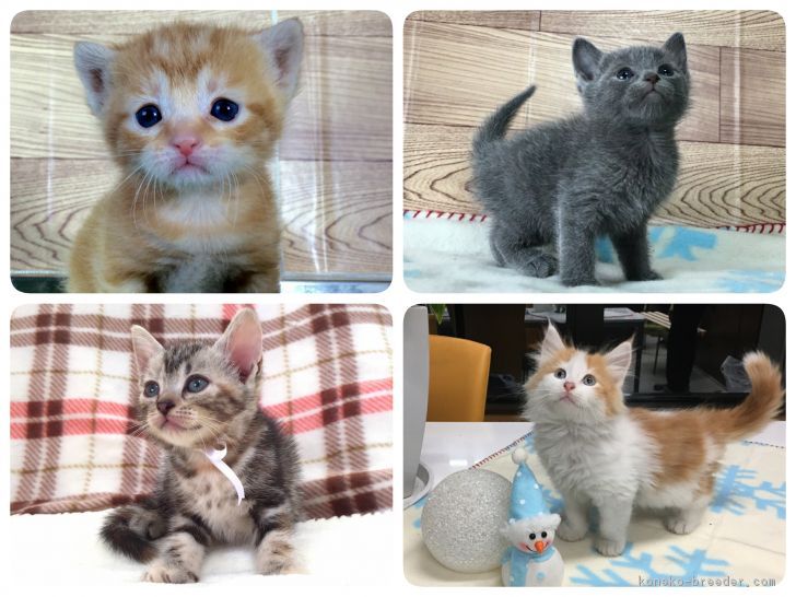 お迎えいただいた、我が猫舎の猫ちゃん達です♡｜古谷　操(こや　みさお)ブリーダー(茨城県・ロシアンブルーなど・ICC登録)の紹介写真3