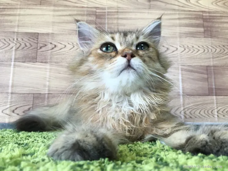 ID:1607-00716の子猫