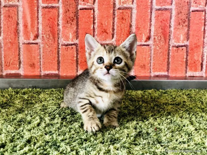ID:2004-01713の子猫