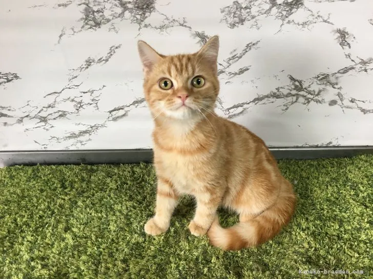 ID:1706-00074の子猫