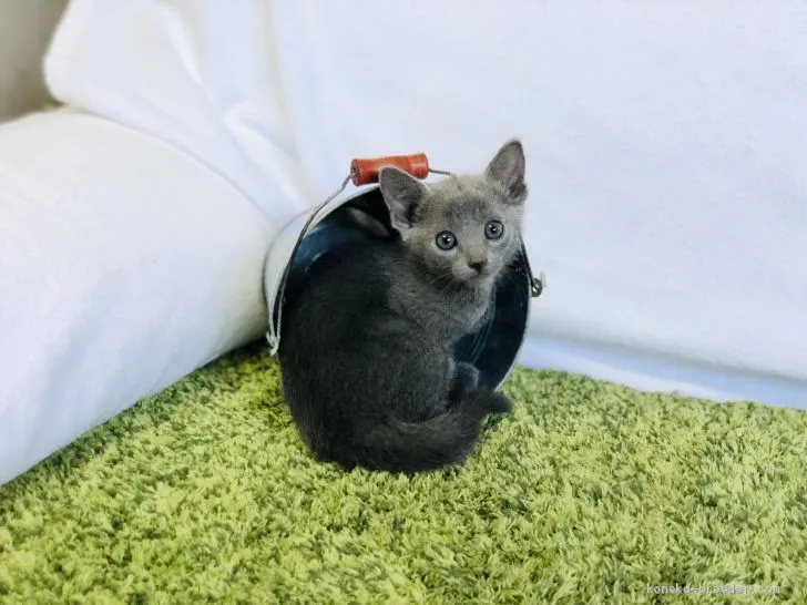 ID:2005-02460の子猫