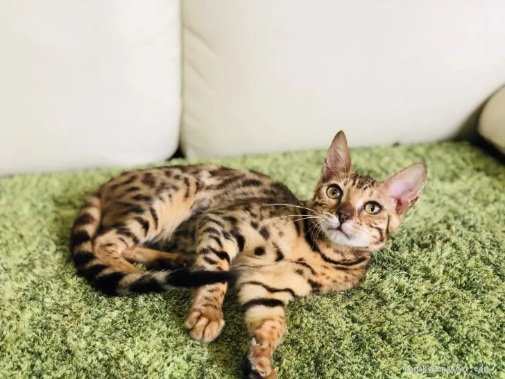 ID:1908-00160の子猫