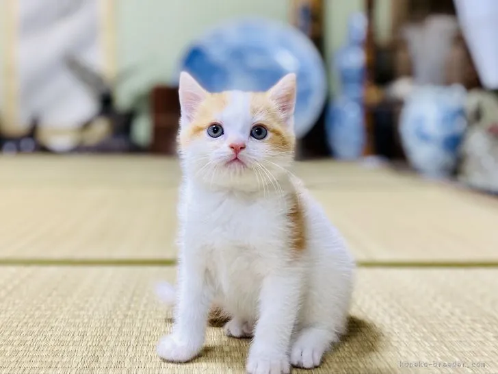 ID:2105-01855の子猫
