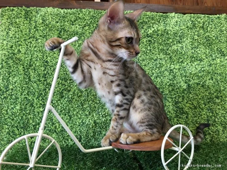 ID:1611-00522の子猫