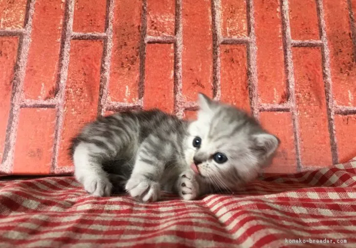 ID:1705-00774の子猫
