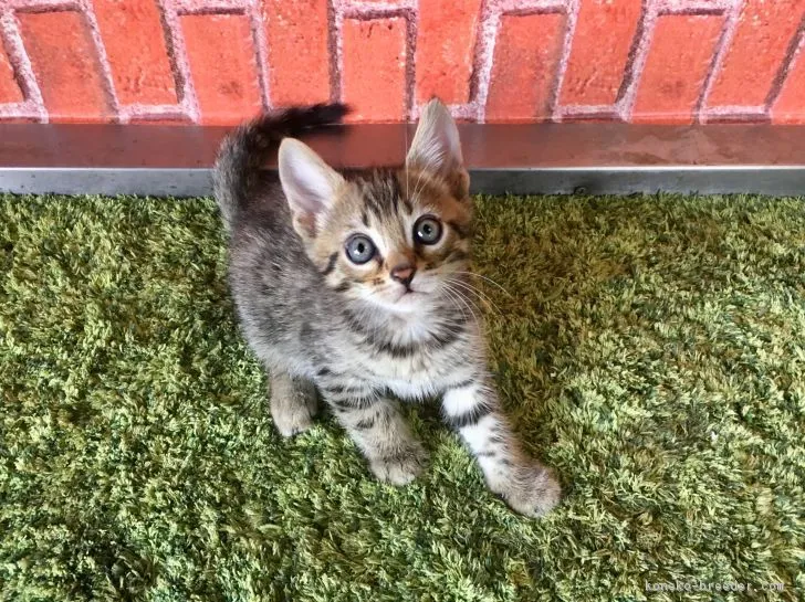ID:1803-01445の子猫