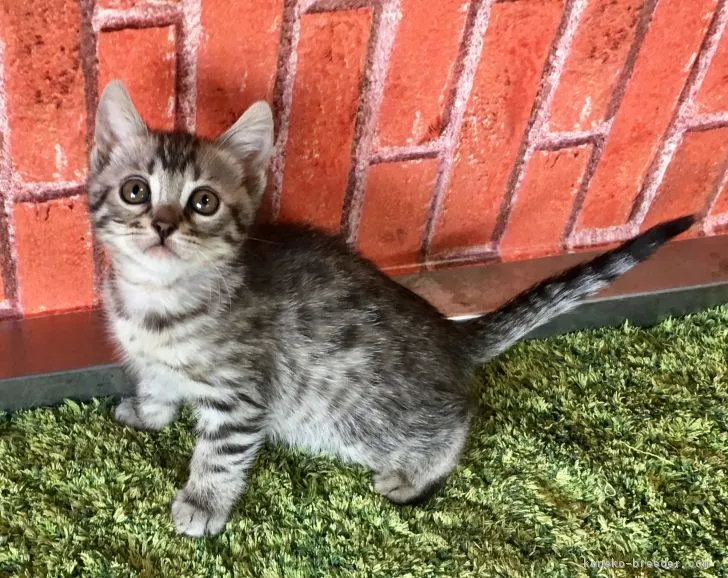 ID：1803-01447の子猫