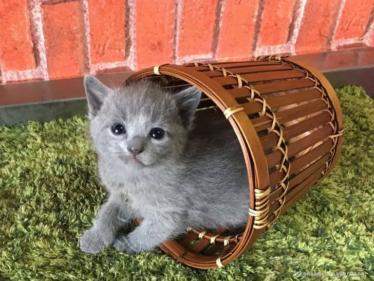 ID:1805-00892の子猫