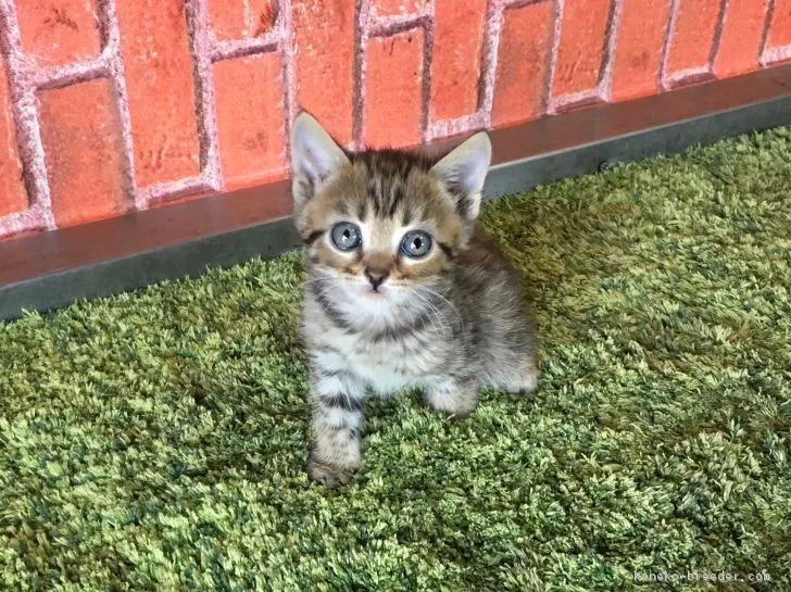 ID:1803-01446の子猫