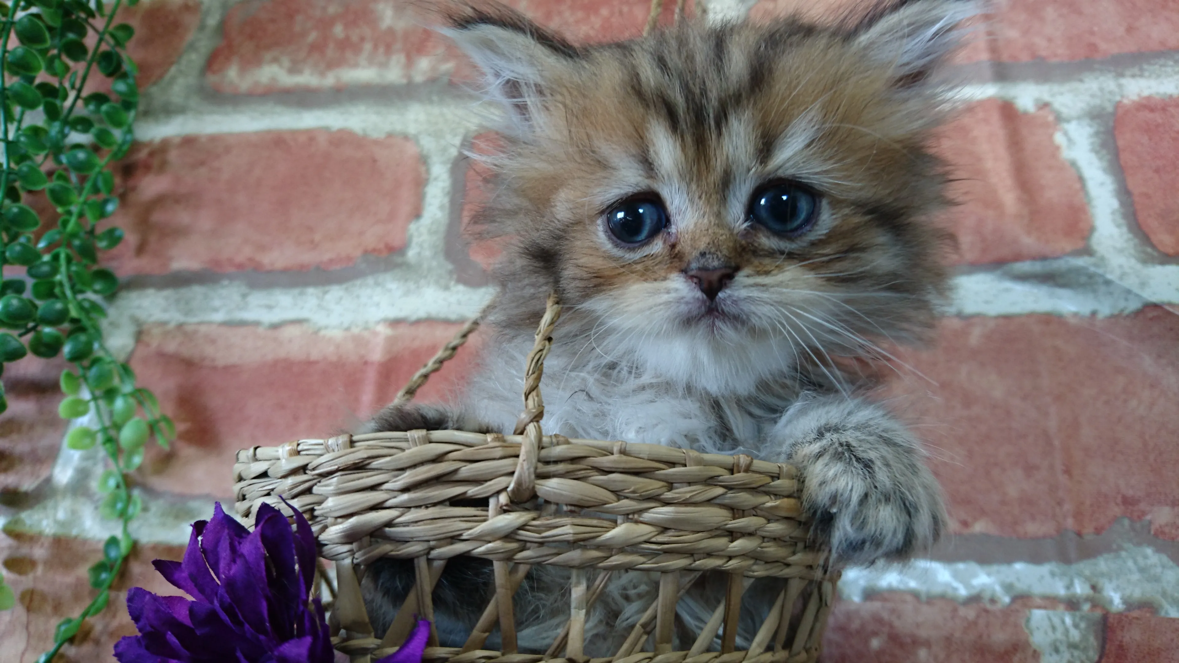 ID：1607-00333の子猫