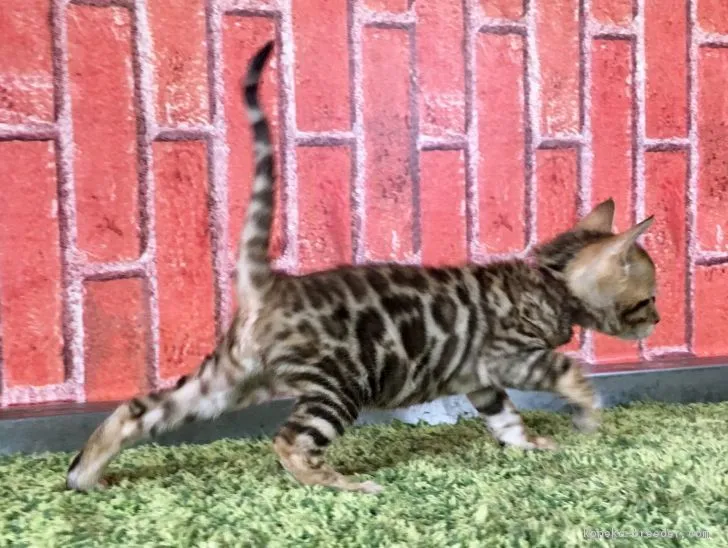 ID:1803-01509の子猫