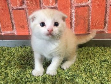 スコティッシュフォールド(折れ耳)【茨城県・男の子・2018年2月12日・クリーム&ホワイト】の写真「モコモコの可愛い男の子💕」