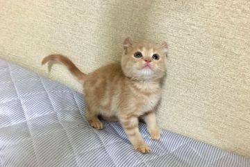 父 アメリカンカール 母 ブリティッシュショートヘ【茨城県・男の子・2017年7月10日・クリームタビー】の写真「可愛すぎる✨ミックス猫🐾 甘えん坊🍀」