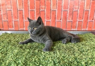 ブリティッシュショートヘア【茨城県・男の子・2017年7月1日・ブルー】の写真「可愛すぎるブリ君✨ 甘えん坊です🎵」