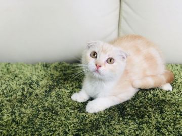 スコティッシュフォールド(折れ耳)【茨城県・男の子・2019年6月4日・クリーム&ホワイト】の写真「特別価格✨ 可愛い男の子です😊」