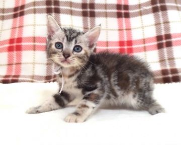 アメリカンショートヘア【茨城県・女の子・2016年8月20日・シルバーパッチドタビー】の写真「とっても可愛い女の子♪」