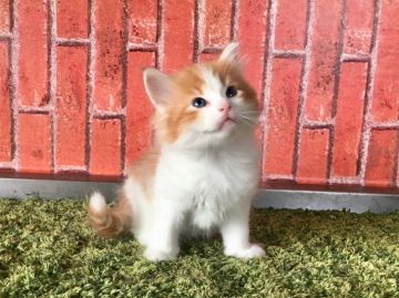 サイベリアン【茨城県・男の子・2018年3月5日・レッド&ホワイト】の写真「甘えん坊の男の子🎵 可愛いですよ💕」