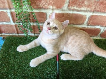 ブリティッシュショートヘア【茨城県・男の子・2016年5月8日・クリームタビー】の写真「サマーセール値下げ9月20日まで❗️」