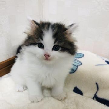 サイベリアン(母)✖️マンチカン(父)【茨城県・男の子・2022年4月28日・ブラウン&ホワイト】の写真「可愛い男の子」
