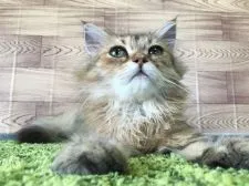 ペルシャ(チンチラ)【茨城県・男の子・2016年4月23日・ゴールド】の写真1「10/6撮影　」