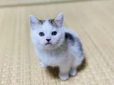 サイベリアン×スコティッシュ MIX【茨城県・女の子・2021年4月8日・ホワイト&ブラック】の写真1「5/22」