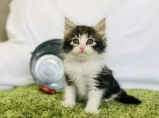 サイベリアン【茨城県・男の子・2020年4月17日・ブラウン&ホワイト】の写真1「6/5」