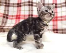 アメリカンショートヘア【茨城県・女の子・2016年8月20日・シルバーパッチドタビー】の写真2「9/26撮影」