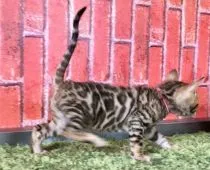 ベンガル【茨城県・女の子・2018年3月5日・ブラウンスポテッドタビー】の写真2「4月18日撮影」