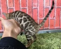 ベンガル【茨城県・女の子・2018年3月5日・ブラウンスポテッドタビー】の写真3「4月18日撮影」