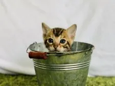 ベンガル【茨城県・男の子・2020年3月27日・ブラウンスポテッドタビー(ロゼット)】の写真3「5/11」