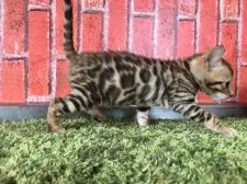 ベンガル【茨城県・女の子・2018年3月5日・ブラウンスポテッドタビー】の写真4「4月18日撮影」