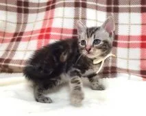 アメリカンショートヘア【茨城県・女の子・2016年8月20日・シルバーパッチドタビー】の写真5「9/26撮影」