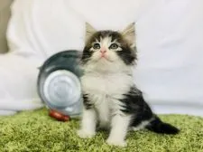 サイベリアン【茨城県・男の子・2020年4月17日・ブラウン&ホワイト】の写真5「6/5」